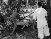 Turtle being prepared
