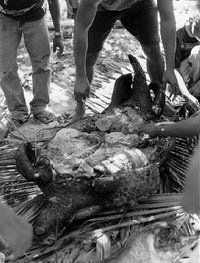 Turtle being prepared