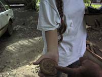 Nut from which oil is extracted