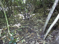 Path