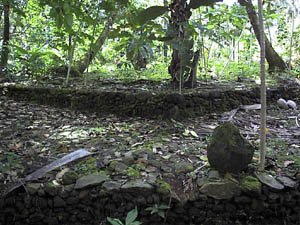 Pebaey, back view