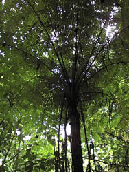 Menke, tree fern
