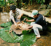 Preparing sakau
