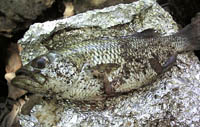 Alik's Fish