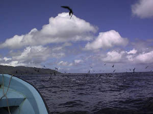 Birds diving for fish off Walung
